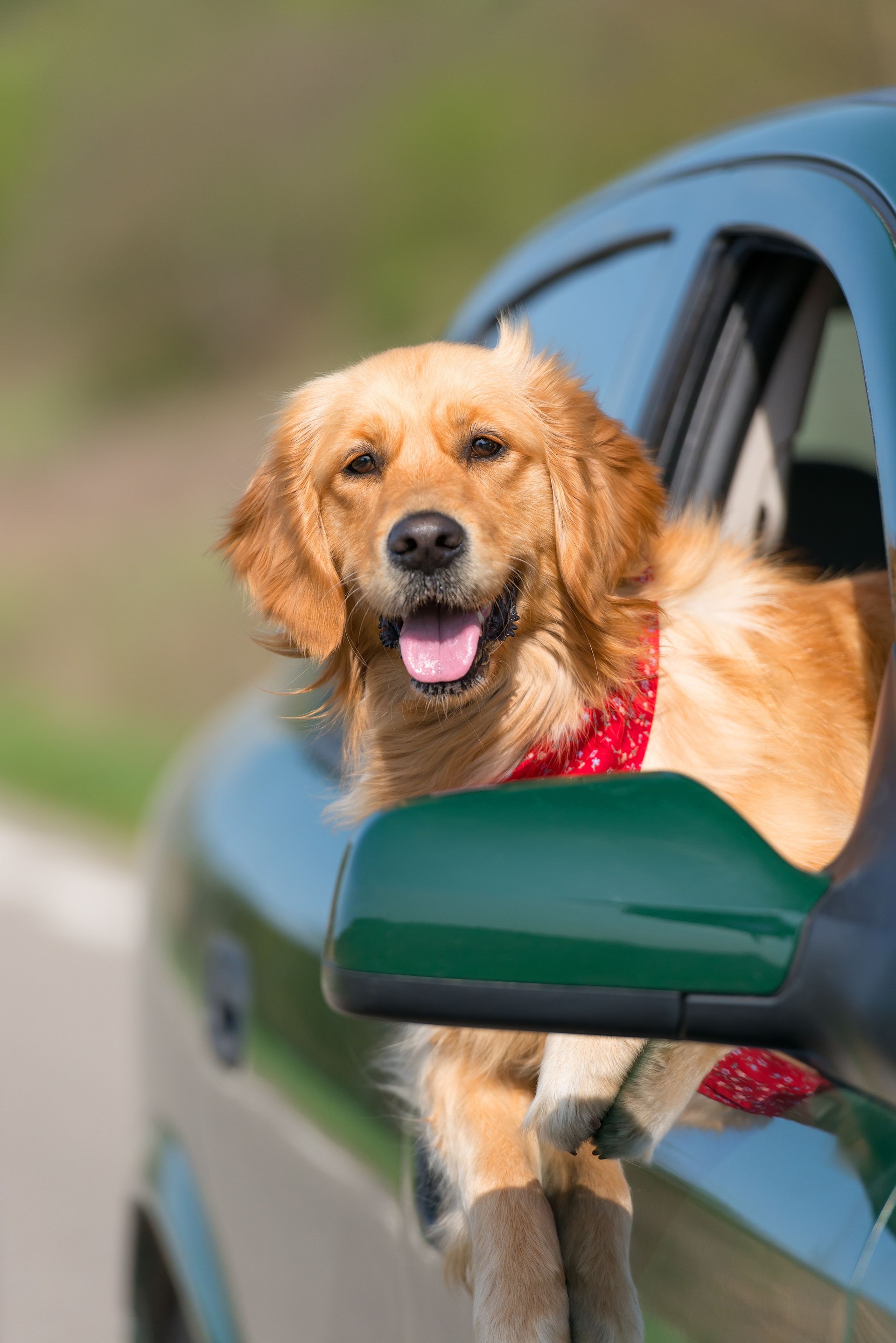 Golden Retriever Looking Out Of Car Window